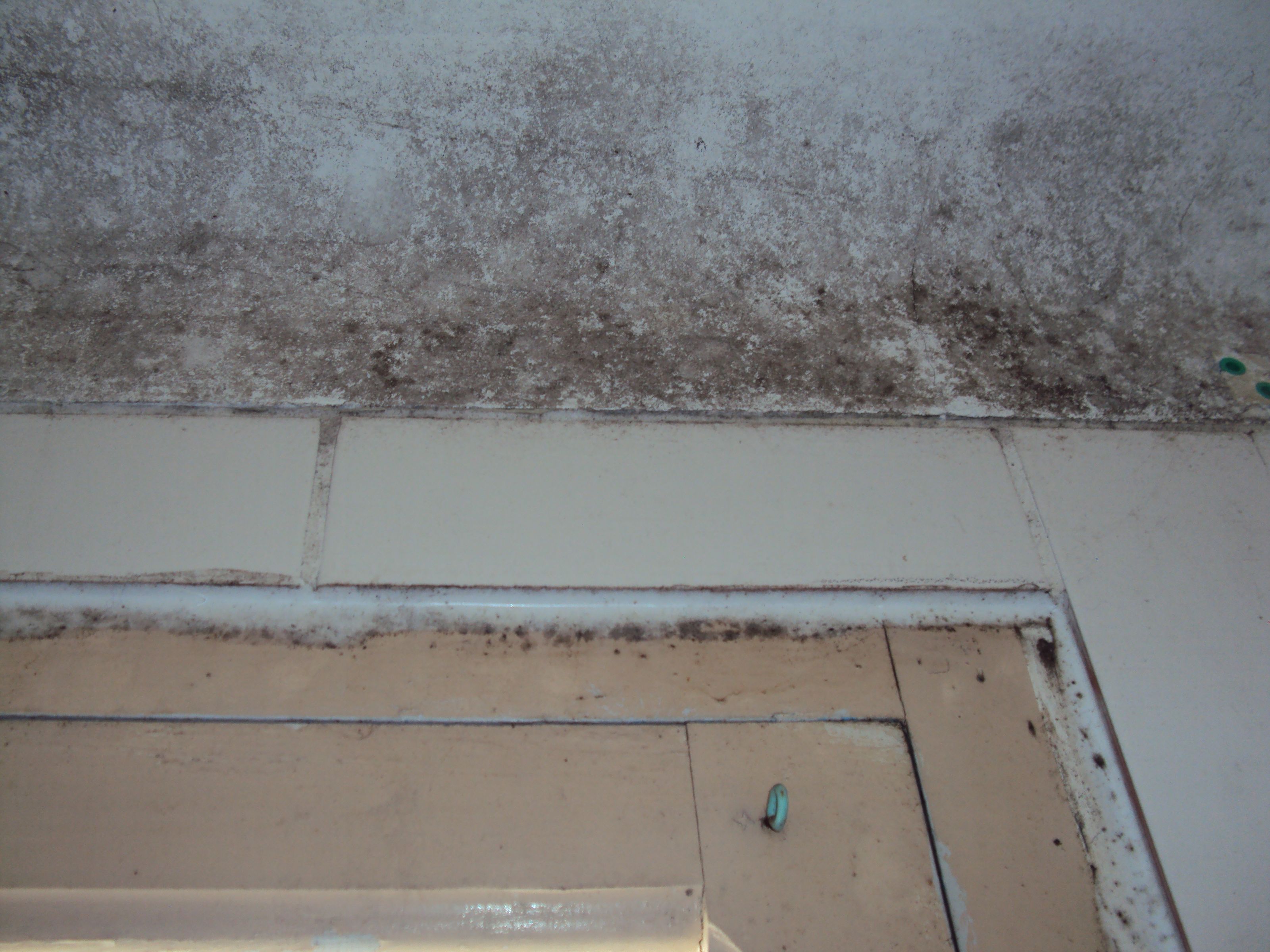 moisissures dans une salle de bain insuffisamment ventilée